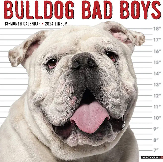 Bulldog Bad Boys 2024 12 X 12 Wall Calendar