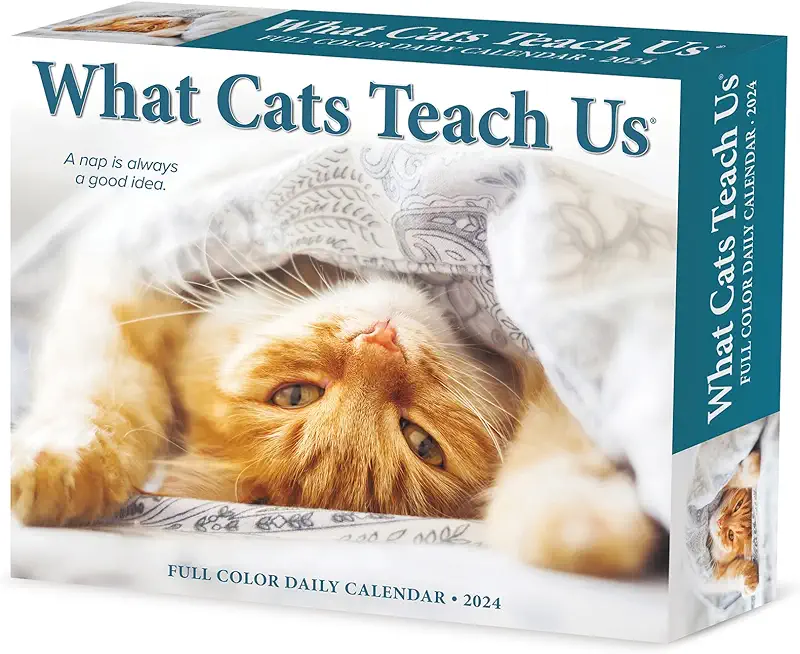 What Cats Teach Us 2024 6.2 X 5.4 Box Calendar