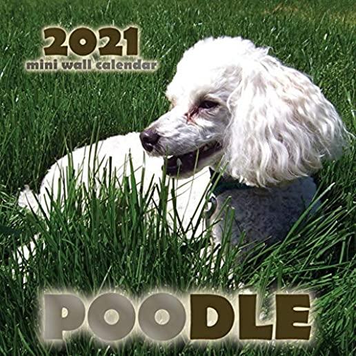 Poodle 2021 Mini Wall Calendar