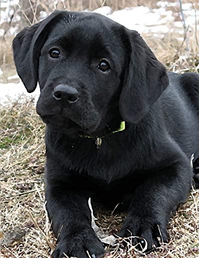 Black Labrador Puppy Notepad: Dog Wisdom Quotes