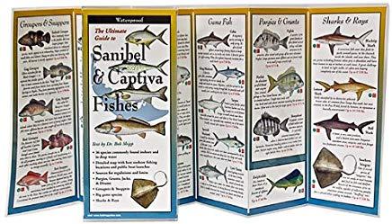 Sanibel & Captiva Fishes