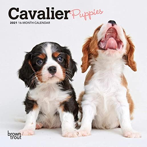 Cavalier King Charles Spaniel Puppies 2021 Mini 7x7