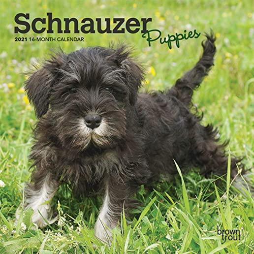Schnauzer Puppies 2021 Mini 7x7