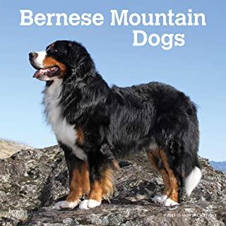 Bernese Mountain Dogs 2021 Square