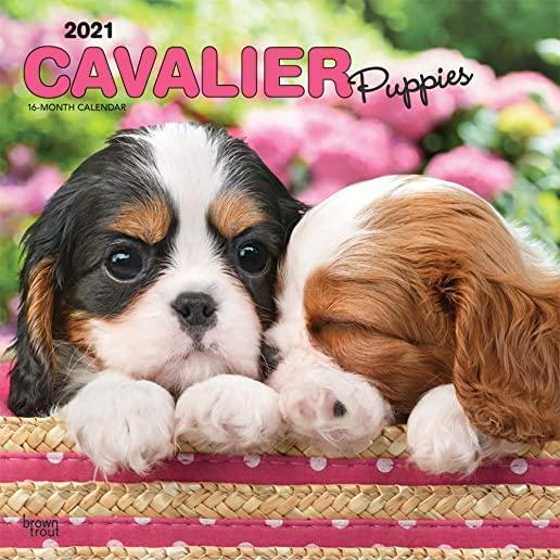 Cavalier King Charles Spaniel Puppies 2021 Square