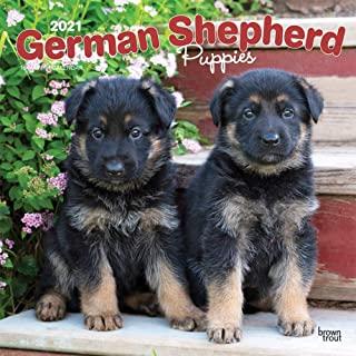 German Shepherd Puppies 2021 Square