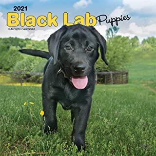 Labrador Retriever Puppies, Black 2021 Square