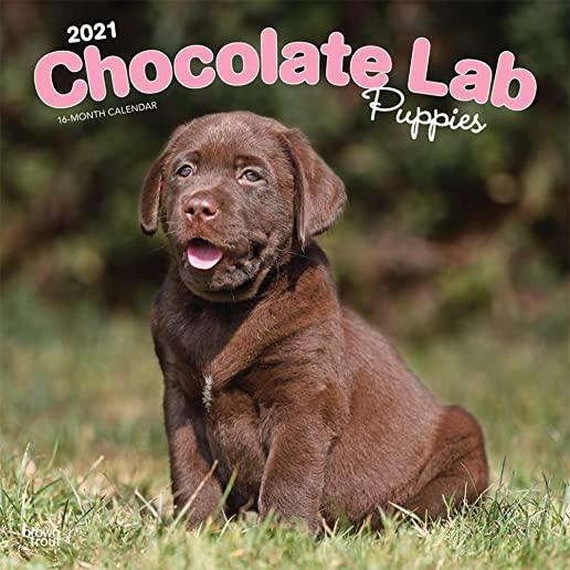 Labrador Retriever Puppies, Chocolate 2021 Square