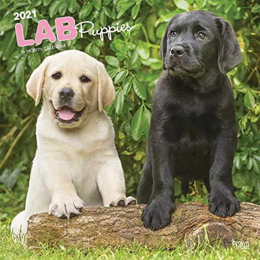 Labrador Retriever Puppies 2021 Square