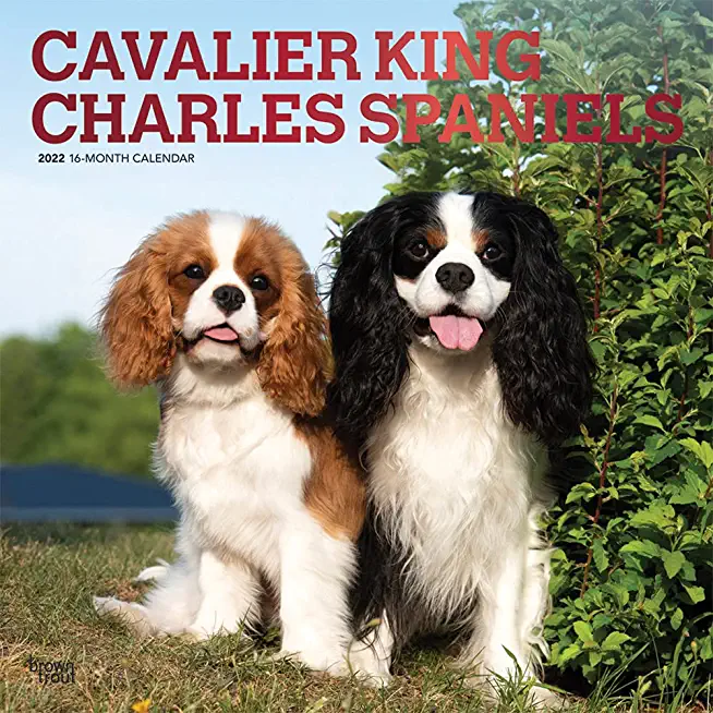 Cavalier King Charles Spaniels 2022 Square