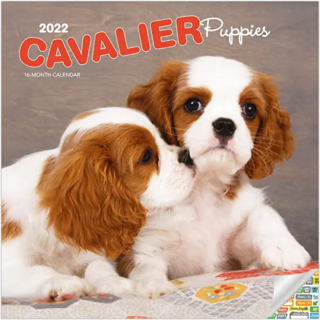 Cavalier King Charles Spaniel Puppies 2022 Square