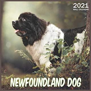 Newfoundland Dog: 2021 Wall & Office Calendar, 12 Month Calendar
